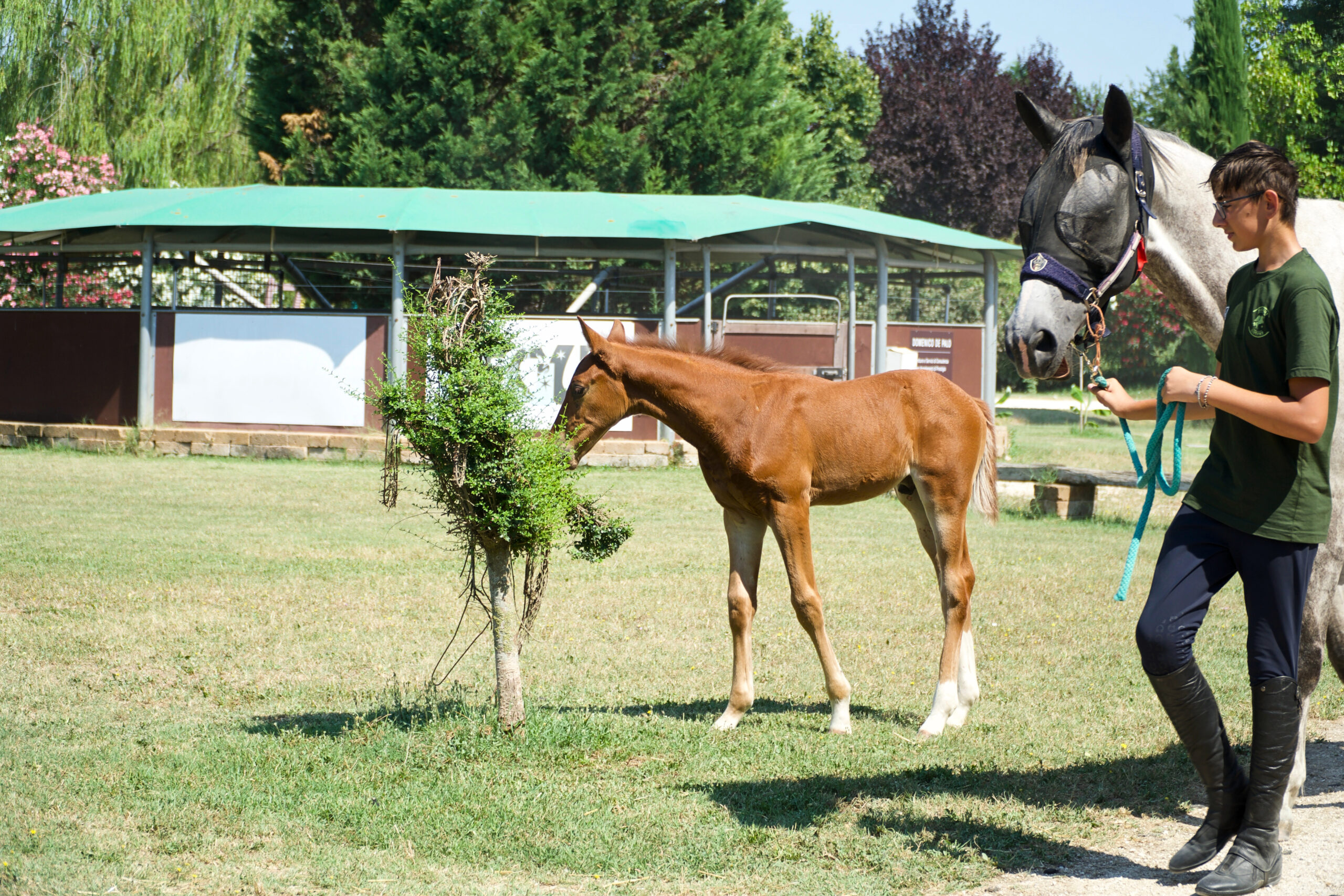 scuola di equitazione