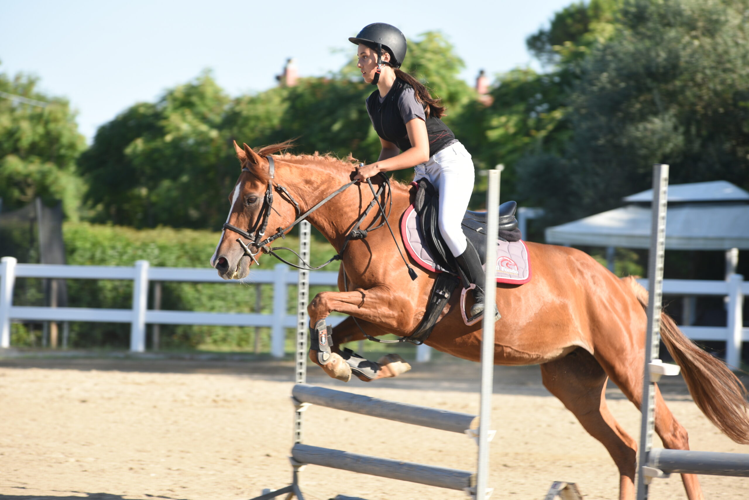 equitazione salto ostacoli